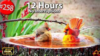 12 Hrs Best of Relaxing TV for Cats 😻 Uninterrupted Birds 🐦 Dianthus Phlox Viola 🌷 Cat TV @LensMyth​