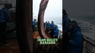 Download lagu Fishing for Giant Eels mp3