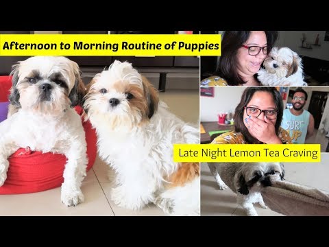 Going Out For Lemon Tea At Night | What My Puppies Do From Afternoon To Morning Video