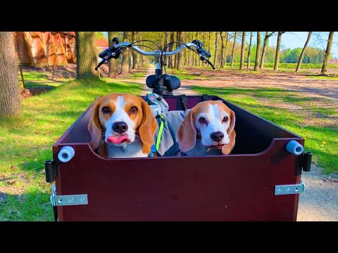 Dogs Cargo Bike Voyage : Funny Dogs Louie and Marie