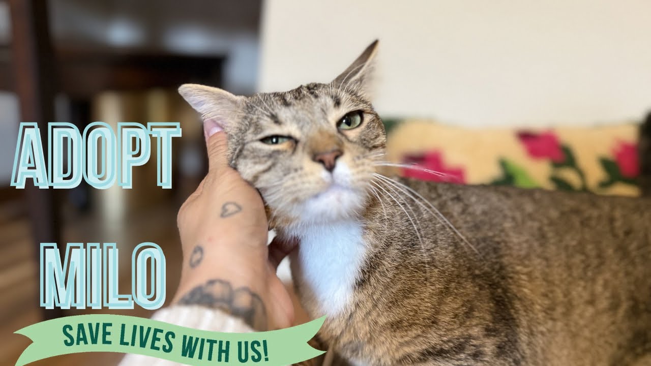 Milo Sunny Paws, a Adoptable mixed breed in Eagan, MN video 6/6