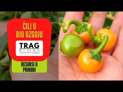 CHILI IN BIOGROWING - RESOURCES IN NATURE (2022) [TRACE OF THE PLANT]