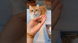 Download lagu This cat tries to save an abandoned baby bird 💕 mp3