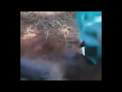 glitched orangutan &' gibbon.