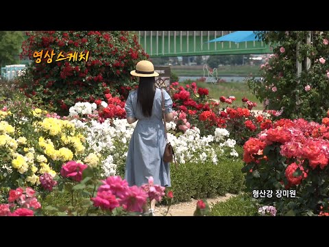 형산강 장미원