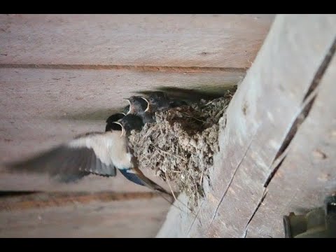 Hirondelles rustiques : une catastrophe !