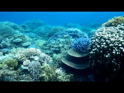 Best Snorkeling Australia Great Barrier Reef