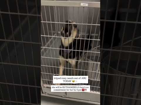 Can you help our rescue dogs⁉️🥺Link in our bio🫶 #amazon #rescuedog #chihuahua #shelter #florida