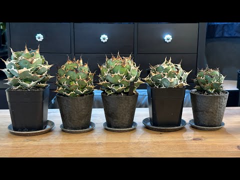 園芸 ブルーアザミ、アズールボール