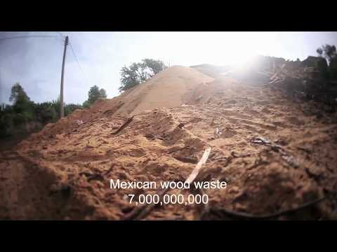 THE FOREST POWER ZACATLAN PUEBLA MEXICO