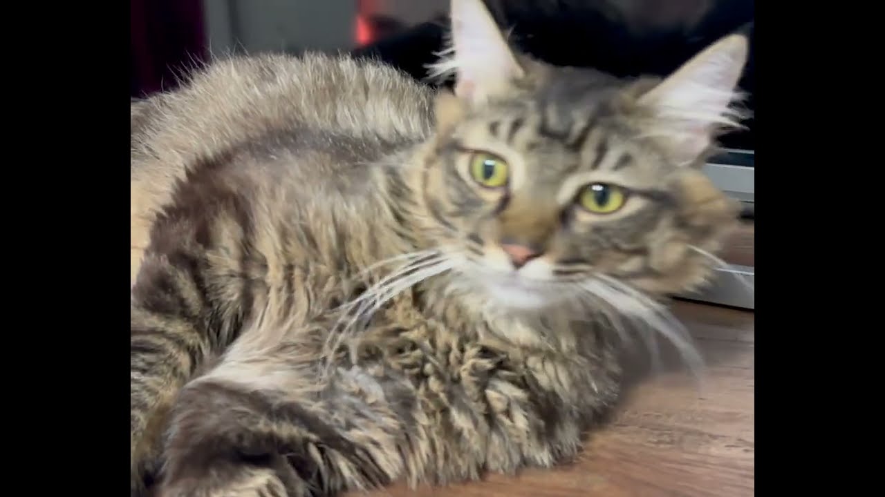 Stormy (needs a quiet home), an adopted mixed breed in Southbury, CT video 6/6