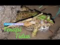 Relaksasi Suara Kodok