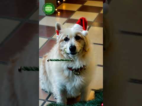 Cats bring joy, mystery, and chaos to our lives 🐱👑 #PurrfectCompanion