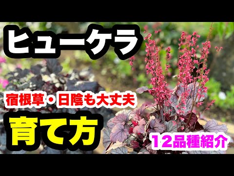 乾燥した日陰の地面に咲くユーフォルビア・ポリクロマの花は何ですか