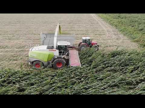 DOMAI MPD 612 JAGUAR 980