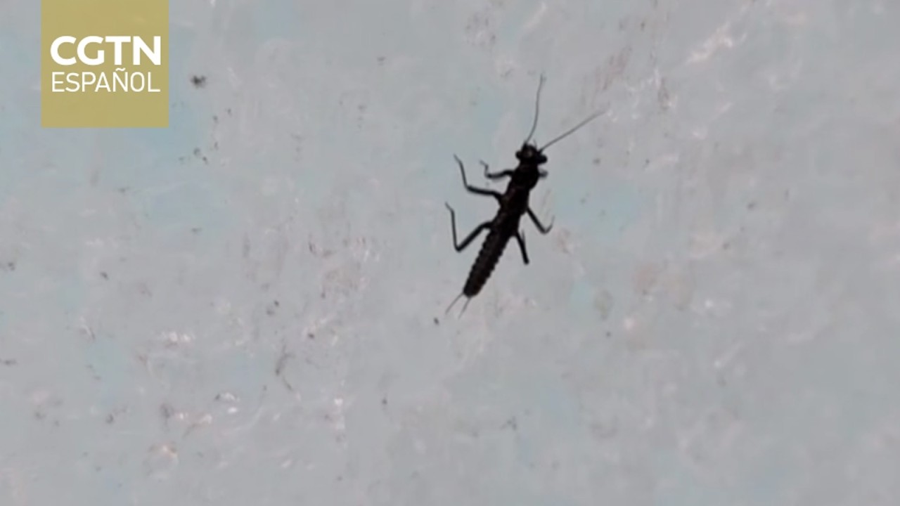 Un insecto que vive en los glaciares está en peligro de extinción