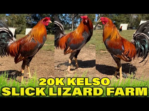 ALABAMA 20k Kelso Slick Lizard Farm - Beautiful Birds | Farm Visit
