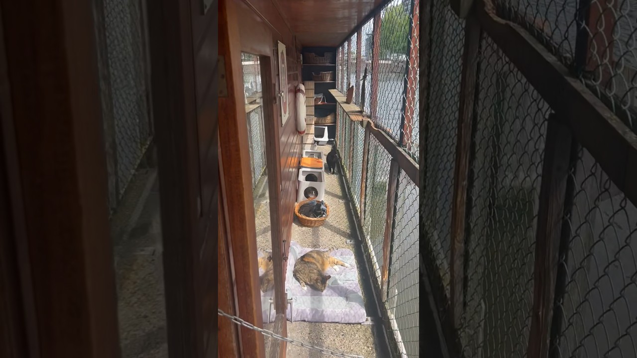 YouTube Short thumbnail