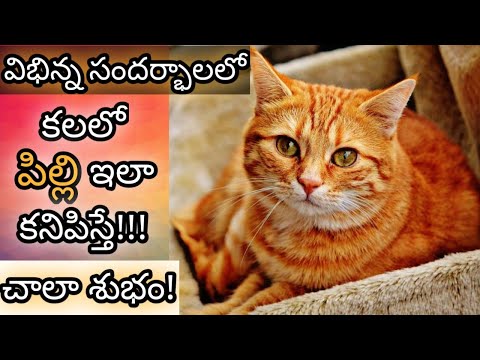 If you see a cat in a dream || Kalalo Pilli Kanipiste || Cat in Dream Analysis & Meaning || Dream...