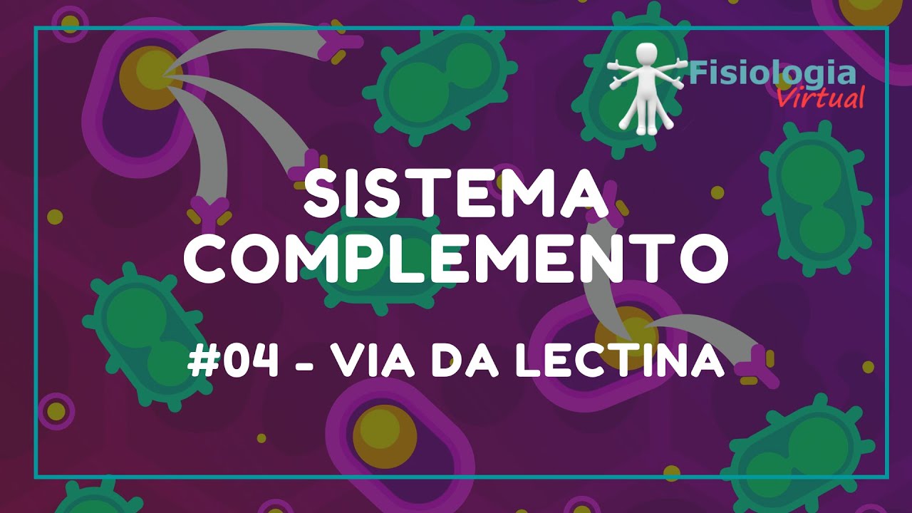 #04 Via da Lectina - Sistema Complemento - Imunologia