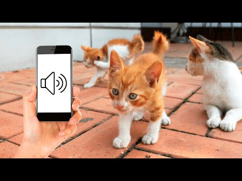 Sounds To Make Your Kitten Come To You (GUARANTEED)