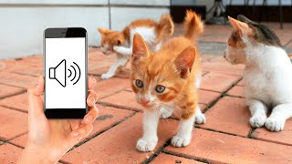 Download lagu Sounds To Make Your Kitten Come To You (GUARANTEED) mp3 Download lagu Sounds To Make Your Kitten Come To You (GUARANTEED) mp3