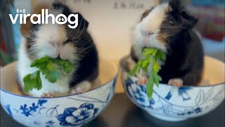 Milo vs Wilbur Guinea Pig Parsley Eating Content || ViralHog