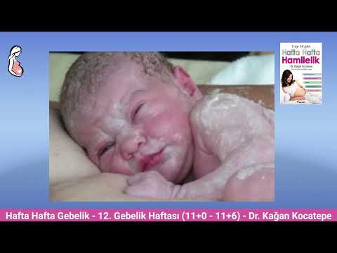 Gebelikte 12. hafta (11+0 - 11+6). Anne adayı ve bebekte değişiklikler. Amniyon sıvısı ne işe yarar?