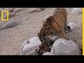 Le Tigre De Sibérie Le Plus Grand Du Monde
