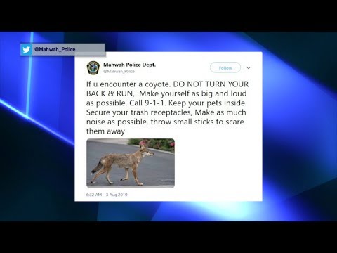 NJ Bergen County Coyote Attacks Woman