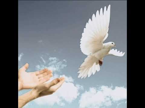 Dimi Bratt - Poraka do tebe