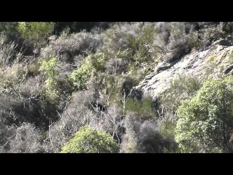 bombing a goat with the fifty.