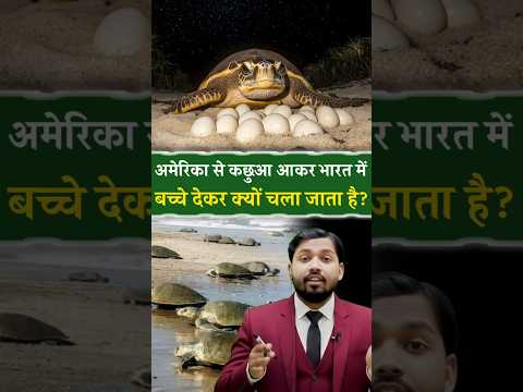 अमेरिका से ये कछुएं भारत आकर बच्चे क्यों देते है?