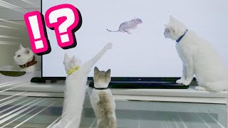 はじめてネズミをみた猫の反応が可愛すぎた
