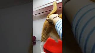 [閒聊] 召喚貓貓的神秘手勢