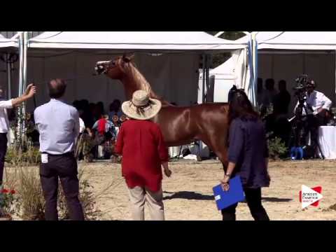 N.76 RUFUS - Bergamo 2015 - Stallions 4-7 years old (Class 9A)