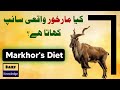 Does Markhor Eat Snake Why Markhor Eat Snake