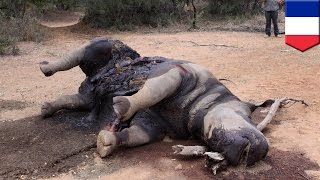 Going, going, gone? Rhino horn trafficking soars as Vietnamese drink more