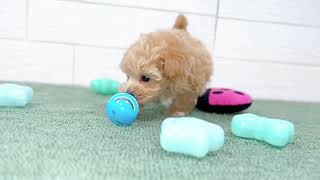 ハーフ犬の動画01