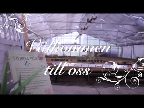 VÄxthus & Trädgård-rehab