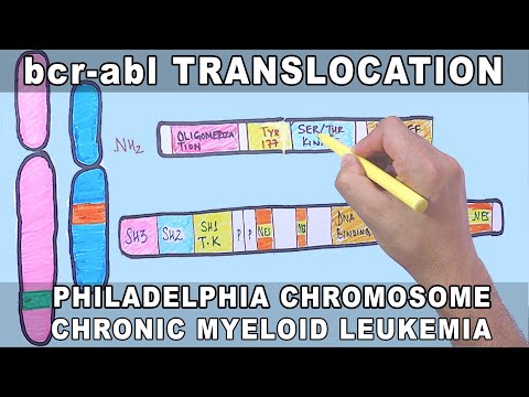 bcr-abl Translocation  Mechanism | Philadelphia Chromosome