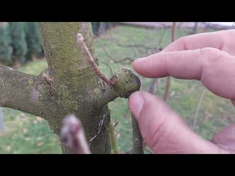 rezidba - orezivanje npr jabuke.zalamanje . vocarstvo by Senad Hasandic