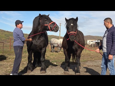 Caii lui Dandu de la Jibou, Salaj - 2023 Nou!!!