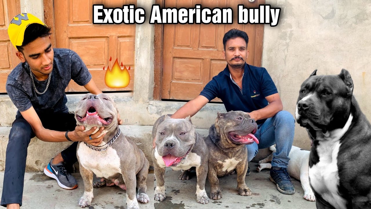 Imported American Bully Dogs | American bully kennel india | American bully all size Suraj chauhan