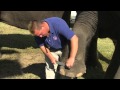 Behind The Scenes With Ringling Bros Animal Care Specialists