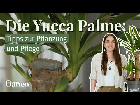 Die Yucca Palme: Tipps zur Pflanzung und Pflege
