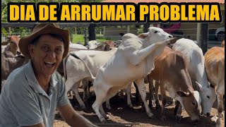 MANEJO DE NELORE BRAVA COM MANIM MOCHADOR