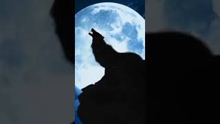 Download lagu mangkanya jangan ikut campur raja drakula #fypage #gantenggantengserigala #youtubechannel mp3