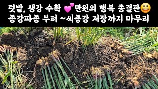 텃밭, 생강수확