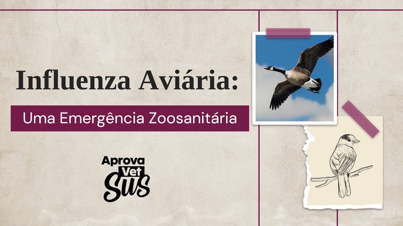 Influenza Aviária: uma emergência zoosanitária em 2023